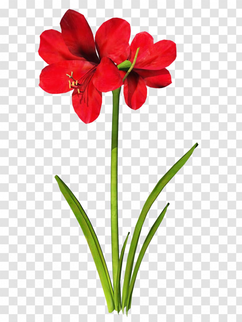 Amaryllis Belladonna Flower Clip Art - Lilium - Tattoo Transparent PNG