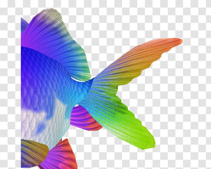 Goldfish Hummingbird M Tail - Fish Transparent PNG