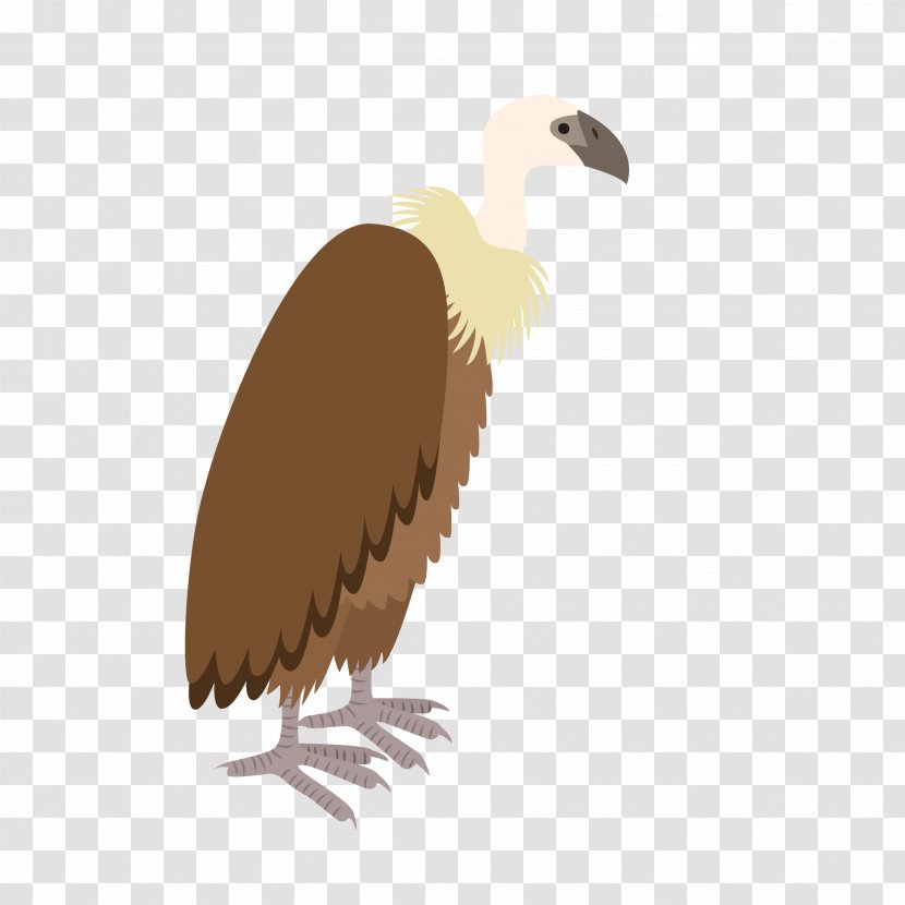 Bird Turkey Vulture Owl Eagle - Color Design Transparent PNG