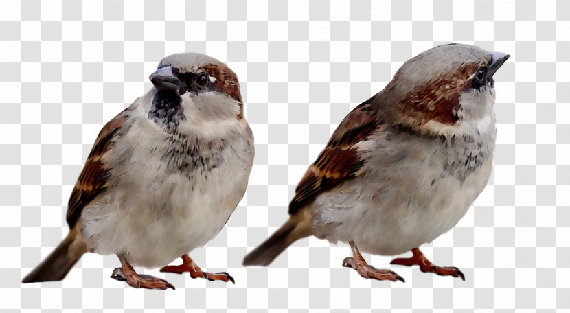 Bird House Sparrow Sparrow Beak Perching Bird Transparent PNG