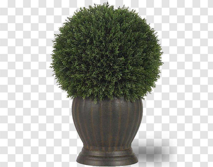 Green Grass Background - Vase - Perennial Plant Herb Transparent PNG