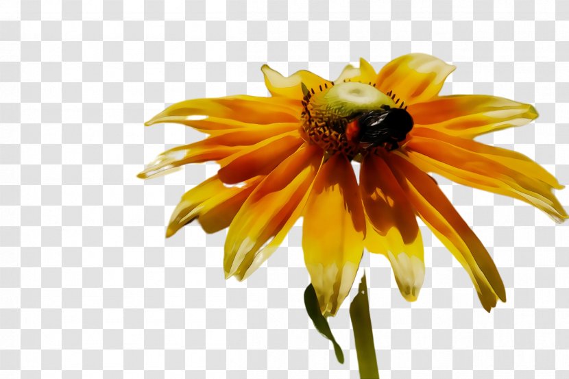 Flower Yellow Petal Honeybee Plant - Membranewinged Insect Bee Transparent PNG