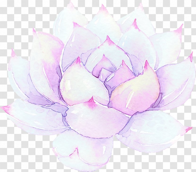 Pink Flower Cartoon - Aquatic Plant - Proteales Chinese Peony Transparent PNG
