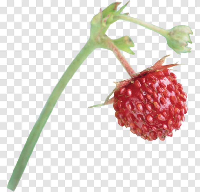Musk Strawberry Red Mulberry Raspberry Boysenberry - Loganberry Transparent PNG