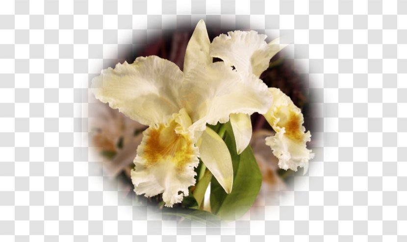 Cattleya Orchids Dendrobium Phalaenopsis Equestris Flowering Plant - Flower - Pas De Deux Transparent PNG