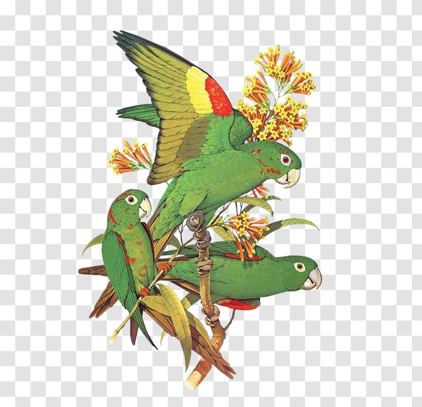 Budgerigar Bird Macaw Parakeet - Loros Transparent PNG