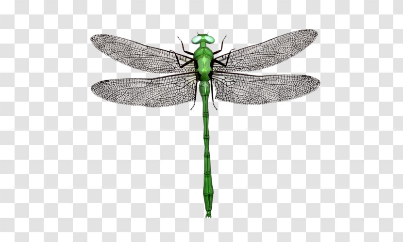Dragonfly Stock Illustration Photography Drawing Royalty-free - Insect Transparent PNG