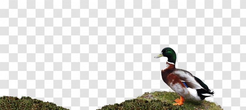 Mallard Goose Duck Fauna Beak Transparent PNG