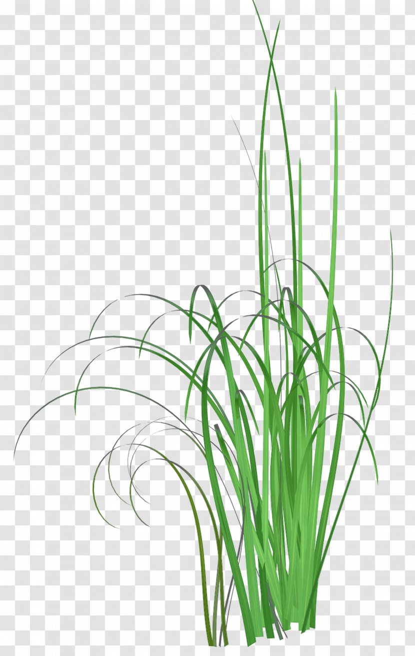 Grass Common Reed Herbaceous Plant Clip Art - Sweet Transparent PNG