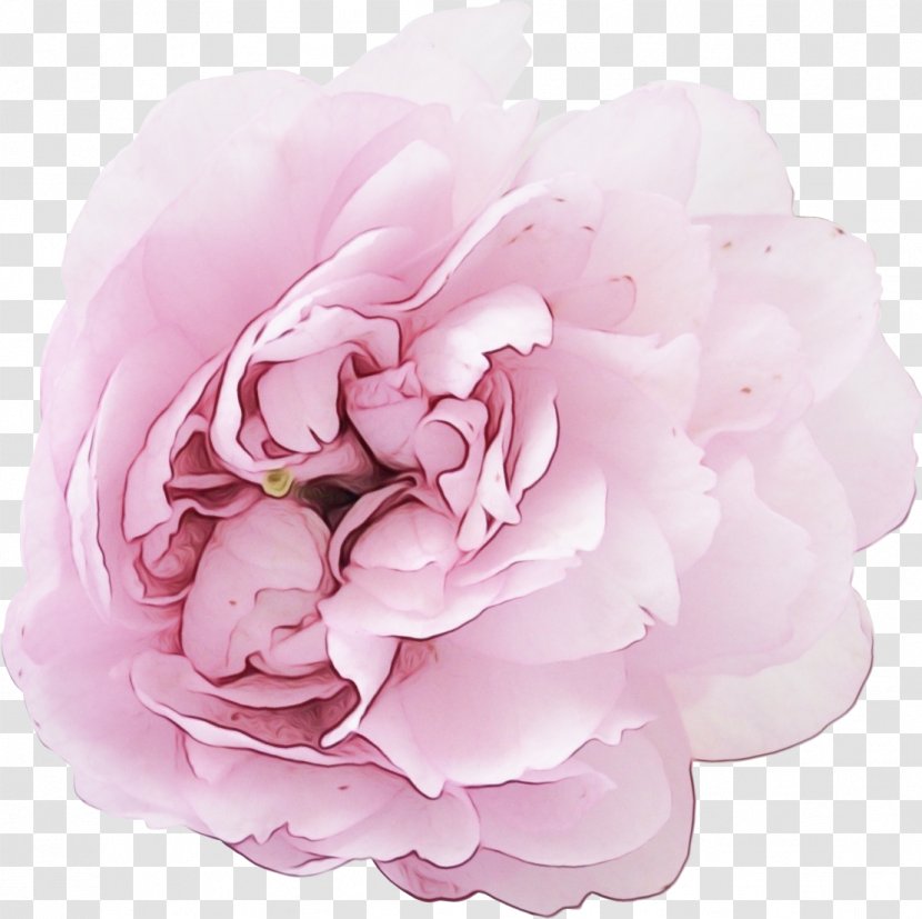 Rose - Paint - Family Flowering Plant Transparent PNG