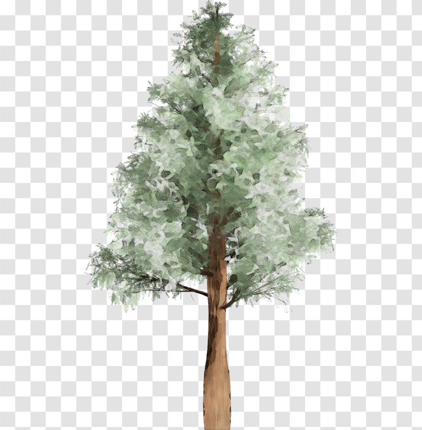 Tree Plant Woody White Pine American Larch - Family - Trunk Transparent PNG