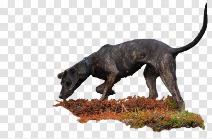 Dog Breed Plott Hound American Kennel Club - Boar Coon Transparent PNG