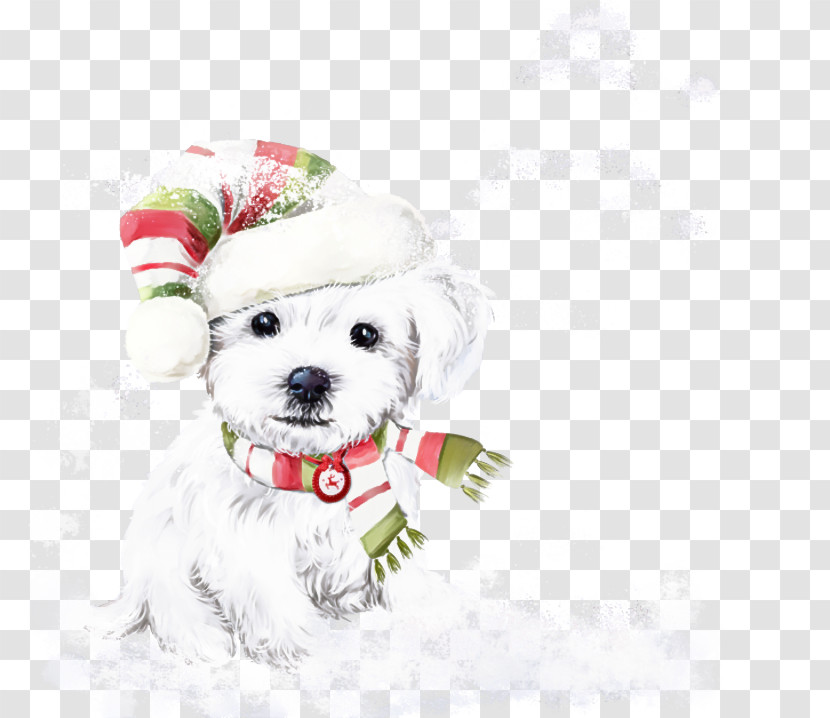 Dog White Maltese Bichon Bichon Frisé Transparent PNG