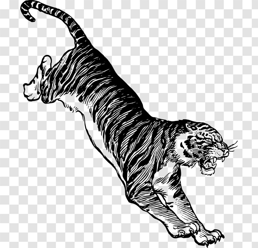 Felidae White Tiger Drawing Clip Art - Carnivoran - Jumping Transparent PNG