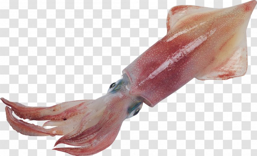 European Squid Octopus Cephalopod Giant - Flower - Heart Transparent PNG