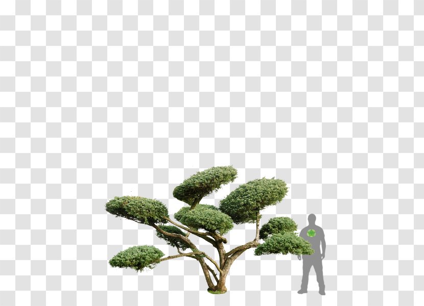 Juniperus Chinensis Conifers Shrub ClickandGreen GmbH Houseplant - Evergreen Marine Corp - Innovation Transparent PNG