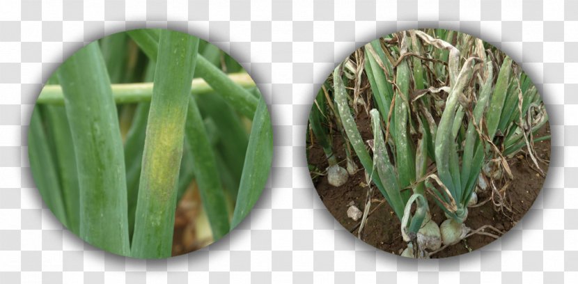 Disease Downy Mildew Onion - Leaf Transparent PNG
