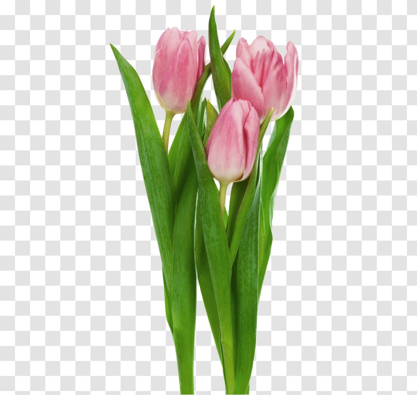 Indira Gandhi Memorial Tulip Garden Tulipa Gesneriana Flower Clip Art - Tulips Image Transparent PNG