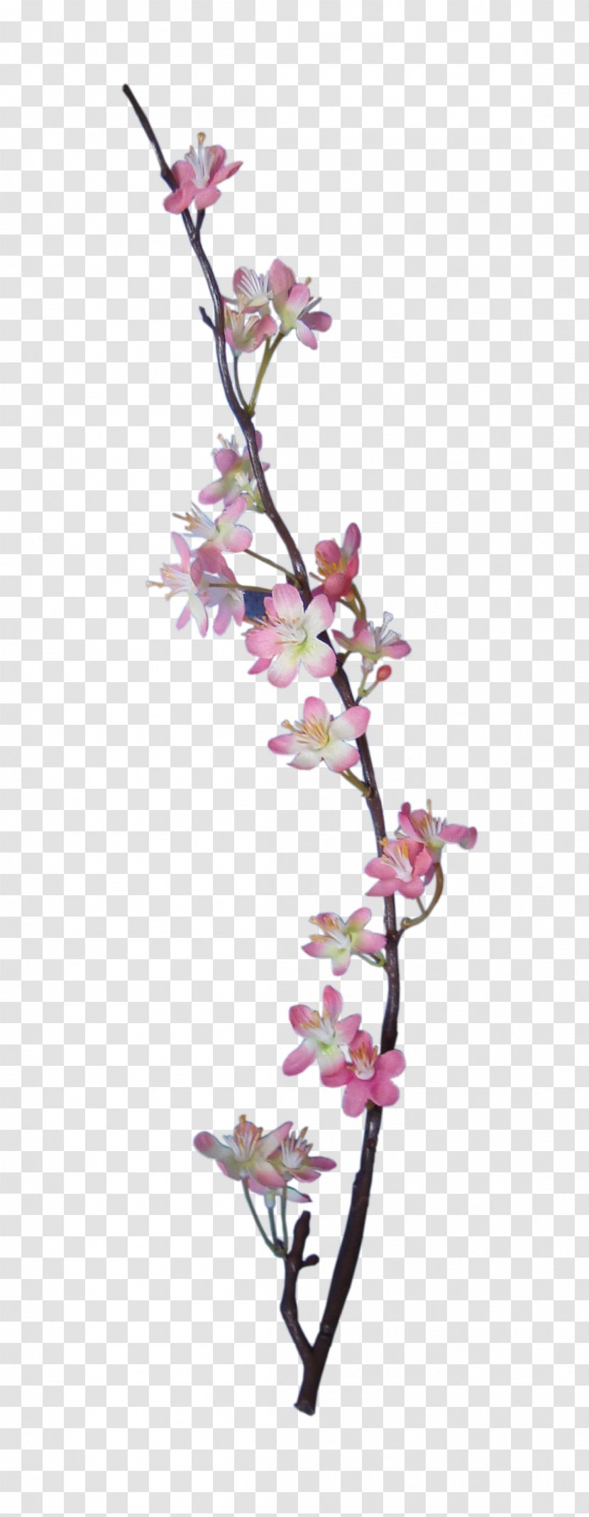 Embellishment Flower Digital Scrapbooking Apple - Flowering Plant - BLOSSOM Transparent PNG
