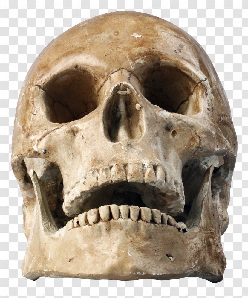 Skull Human Skeleton - Tautavel Man Transparent PNG