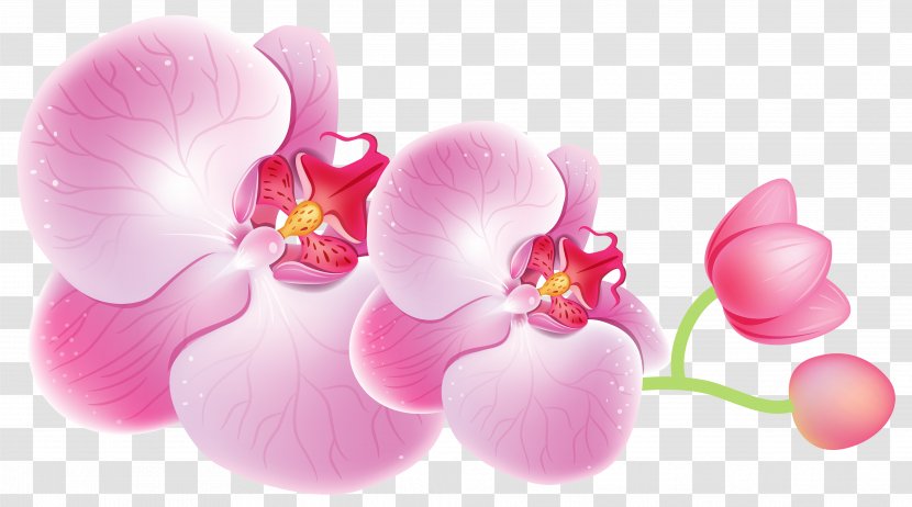 Cattleya Orchids Flower Clip Art - Blossom - Orchid Transparent PNG