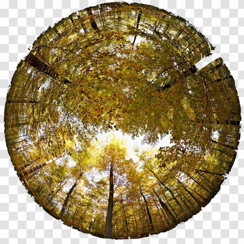 Tree Stock Photography Fisheye Lens - Royaltyfree - Stump Transparent PNG