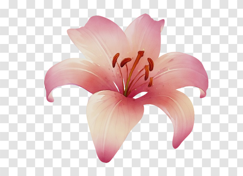 Lily Petal Pink Flower Plant Transparent PNG