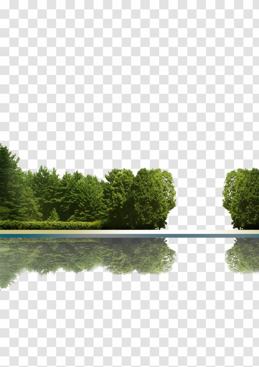 Tree Icon - Lawn - Trees Reflection Transparent PNG