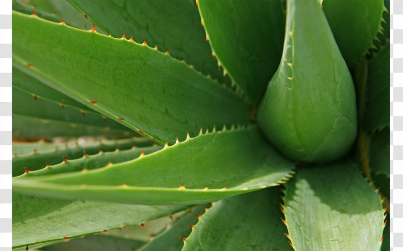 Aloe Vera Arborescens Gel Plant Medicine - Health Transparent PNG