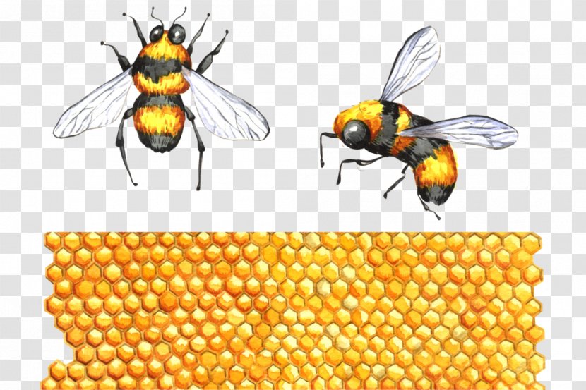 Honey Bee Hornet Bumblebee The Interpretation Of Dreams By Duke Zhou Apitoxin - Pest - Honeybee Transparent PNG