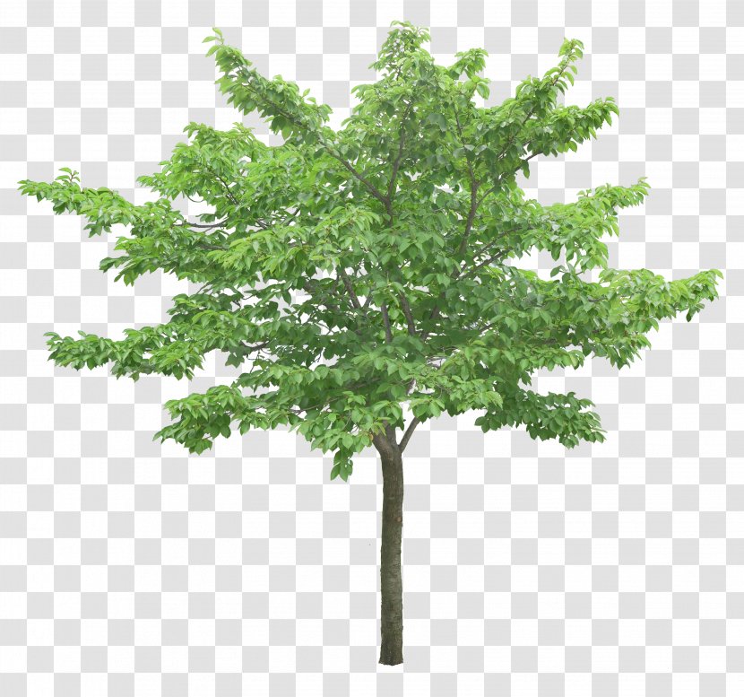 Tree Ginkgo Biloba - Luxuriant Trees Transparent PNG