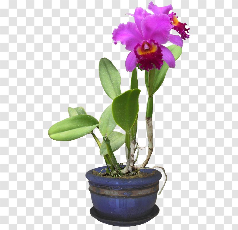 Moth Orchids Plant 3D Computer Graphics Cattleya - Flowering Transparent PNG