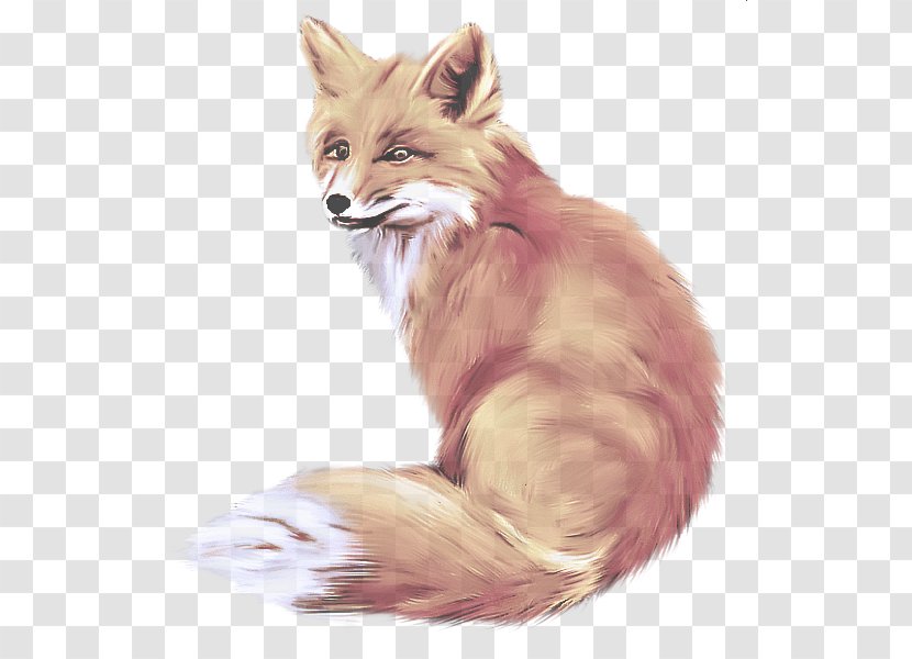 Fox Red Whiskers Drawing Swift - Wildlife - Tail Transparent PNG