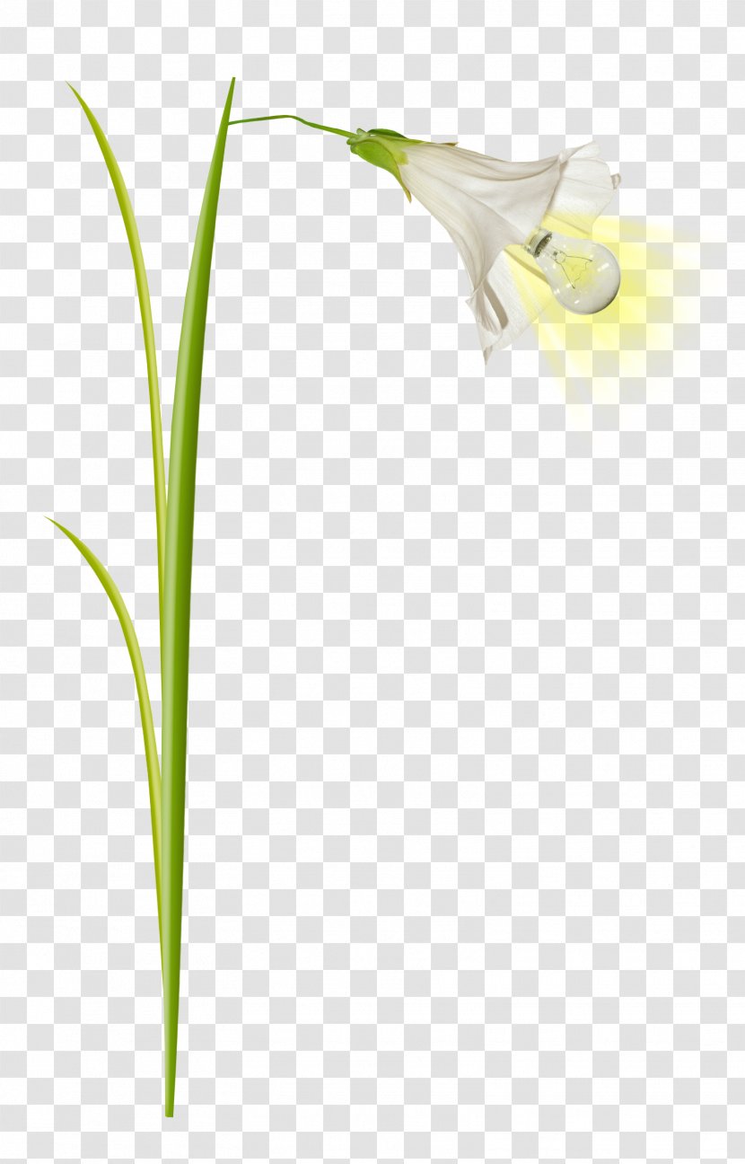 Blue Grass - Haze Transparent PNG