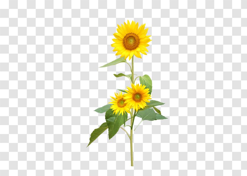 Common Sunflower Seed Perennial - Cut Flowers Transparent PNG