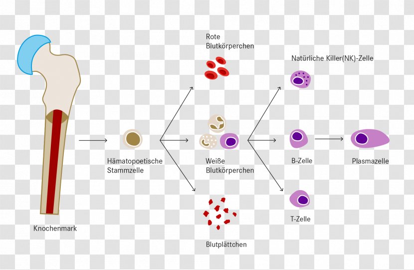 Haematopoiesis White Blood Cell Leukemia Platelet - Diagram - Nhl Transparent PNG