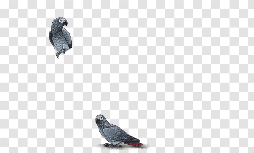 Beak Fauna Feather - African Grey Transparent PNG