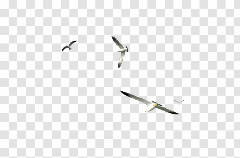 Water Bird Migration Seabird PhotoScape Transparent PNG