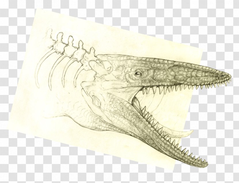 Crocodile Velociraptor Drawing /m/02csf Jaw - Reptile Transparent PNG