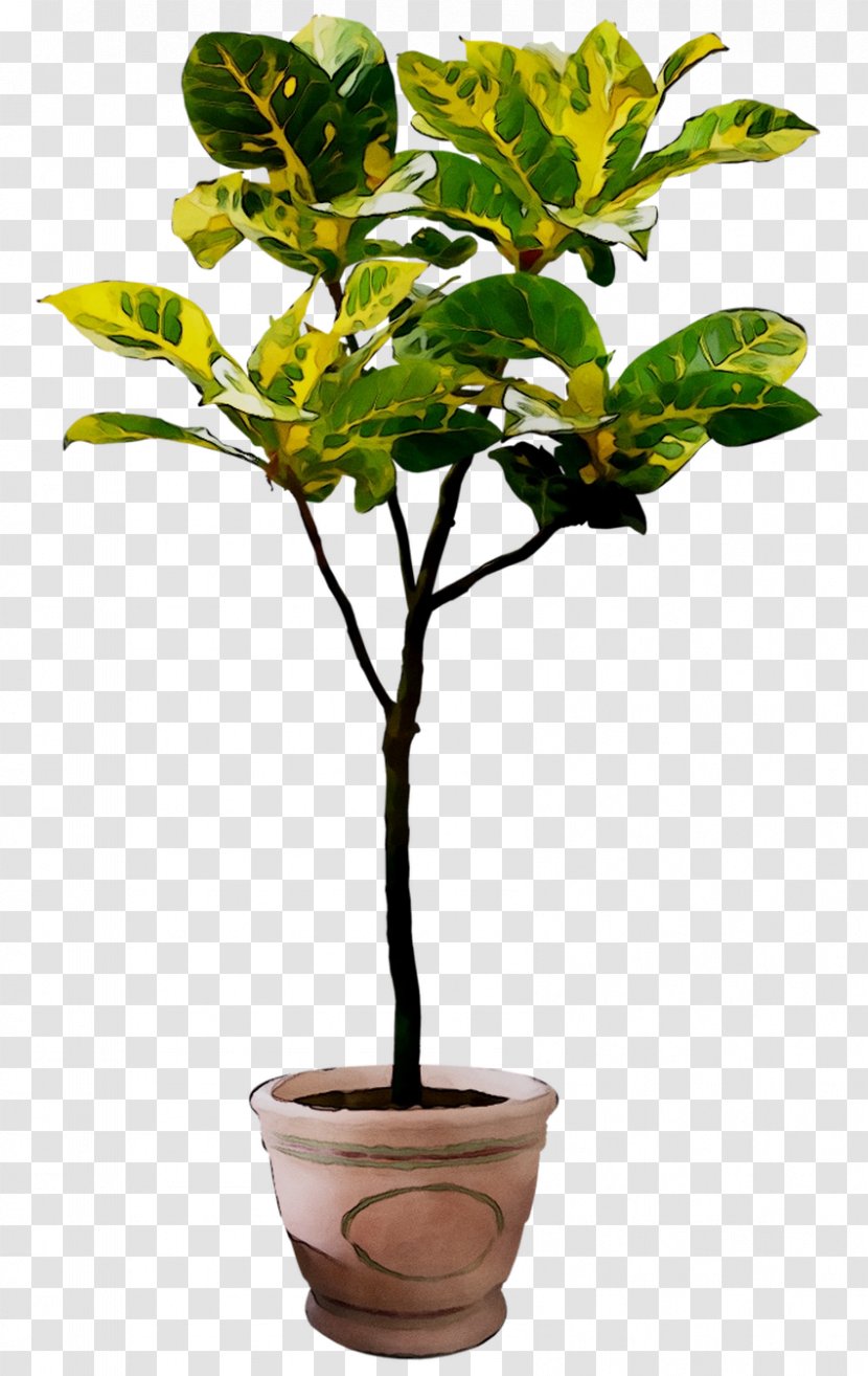 Flowerpot Houseplant - Plant Stem - Flower Transparent PNG