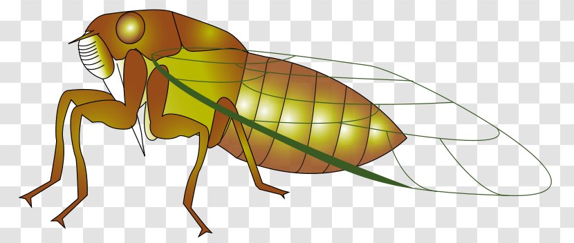 Insect Cicadidae Clip Art - Countrywestern Dance Transparent PNG
