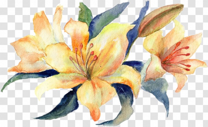 Watercolour Flowers Watercolor Painting Stock Photography Lilium - Yellow Transparent PNG