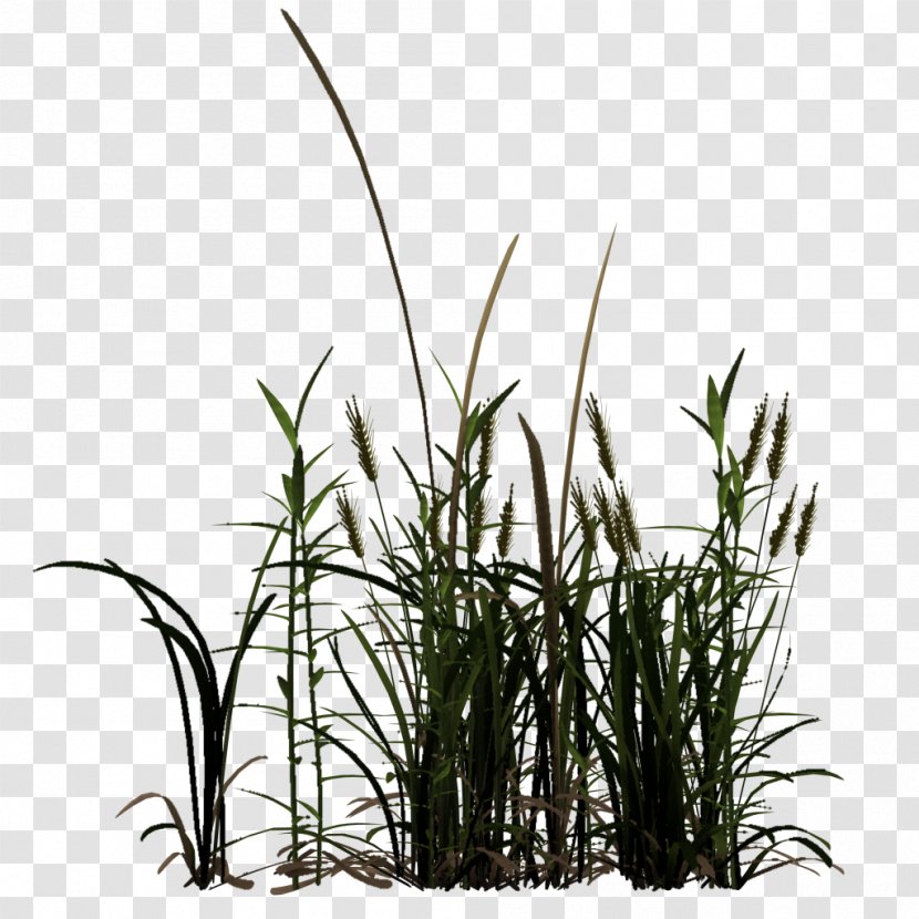 Commodity Tree Phragmites Plant Stem Transparent PNG