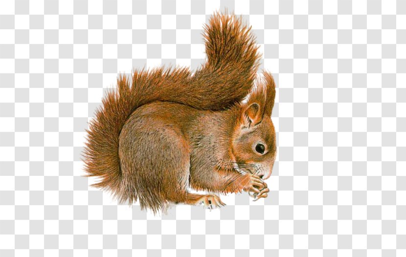 Squirrel Clip Art Image Cat - Chipmunk Transparent PNG