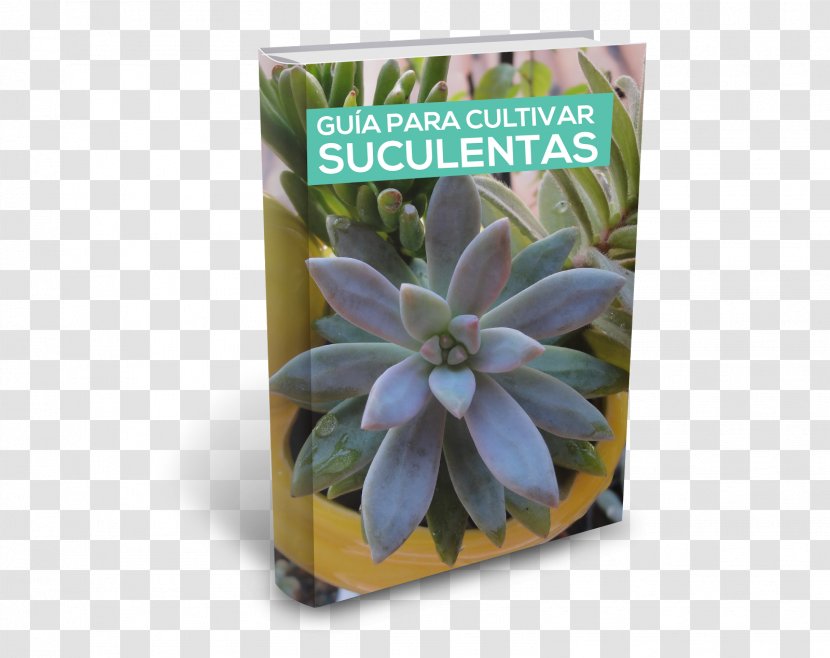 Herb - Flora - Suculentas Transparent PNG