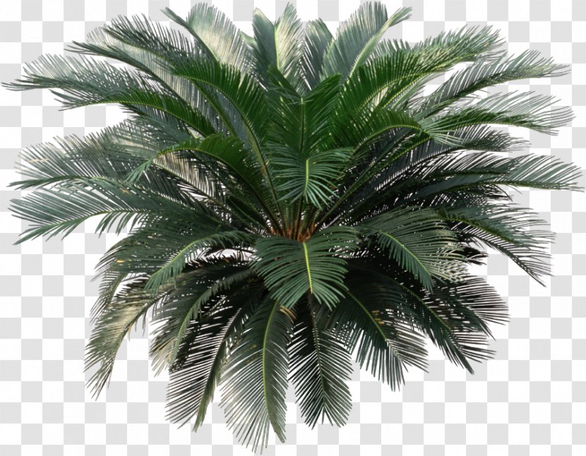 Sago Palm Cycad Houseplant Arecaceae - Zamia Furfuracea - Plant Transparent PNG