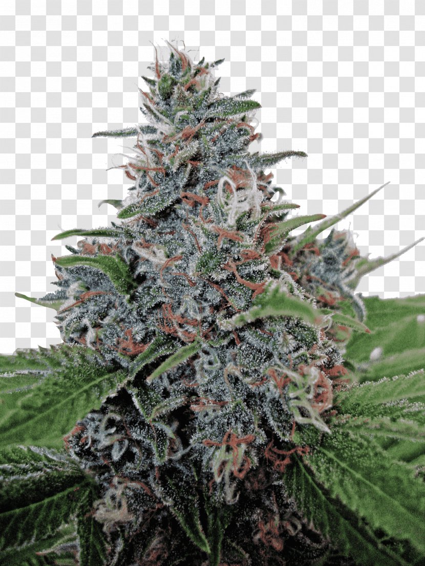 Autoflowering Cannabis Ruderalis Marijuana Sativa Transparent PNG