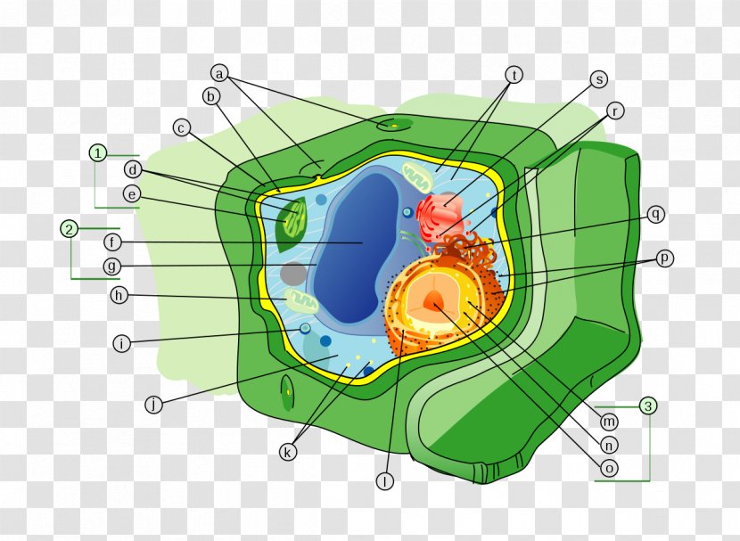 Plant Cell Wall Organelle Transparent PNG