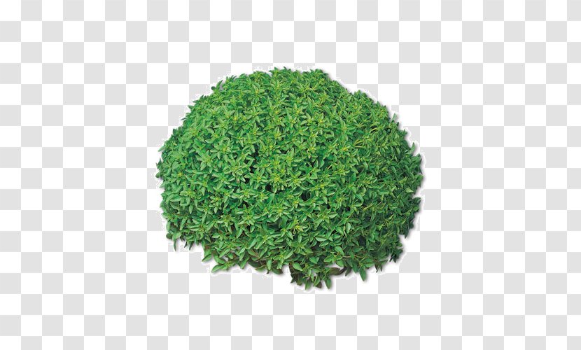 Basil Herb Pianta Aromatica Spice Rosemary - Oregano Transparent PNG