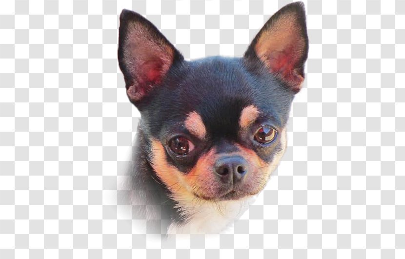 Chihuahua Puppy Companion Dog Breed Toy Transparent PNG